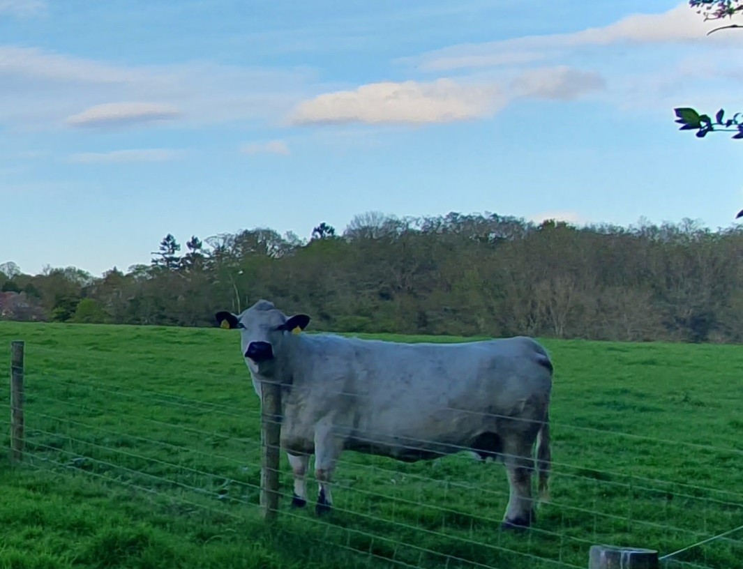 Why Green Spaces Are Essential for Community Health in Gerrards Cross